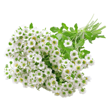 Beautiful White Botanical Flowers with Green Leaves - High-Resolution Stock Photo for Nature and Floral Themes png