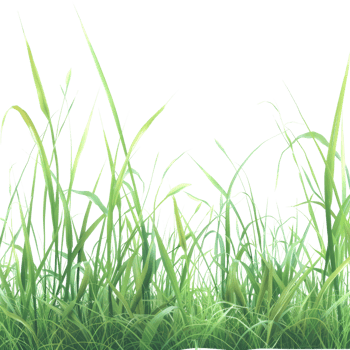 Lush Green Grass Blades Against a Clear Sky - Perfect for Nature and Botanical Themes png