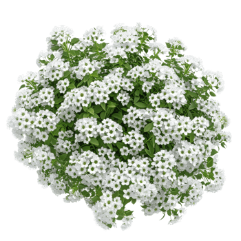 Lush White Flowering Shrub with Green Foliage - High-Resolution Botanical Stock Photo for Nature and Garden Themes png