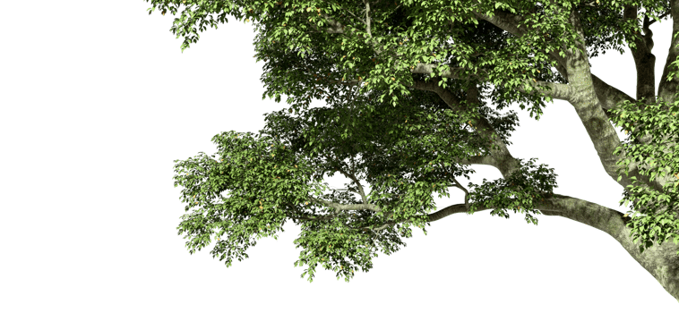 Natural big tree leafs branches foreground on transparent backgrounds 3d render png