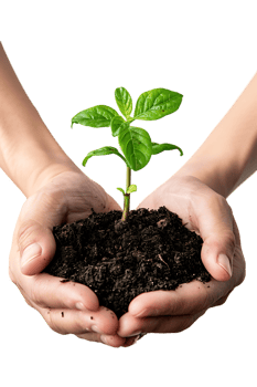 hands holding a plant in soil, isolated against a transparent background png
