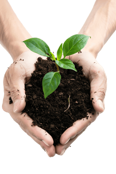 hands holding a plant in soil, isolated against a transparent background png