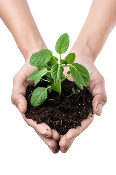hands holding a plant in soil, isolated against a transparent background png