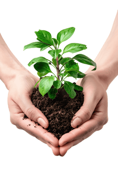 hands holding a plant in soil, isolated against a transparent background png