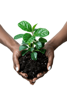 hands holding a plant in soil, isolated against a transparent background png