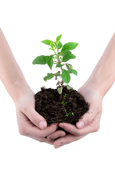 hands holding a plant in soil, isolated against a transparent background png