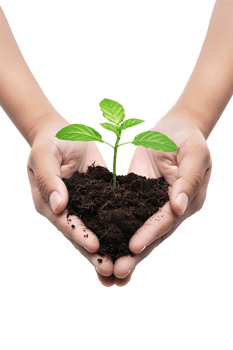 hands holding a plant in soil, isolated against a transparent background png