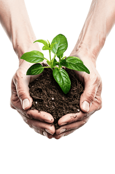 hands holding a plant in soil, isolated against a transparent background png