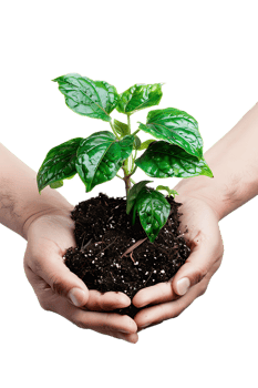 hands holding a plant in soil, isolated against a transparent background png