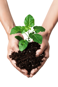 hands holding a plant in soil, isolated against a transparent background png