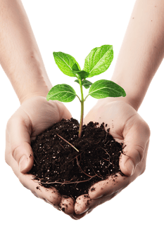 hands holding a plant in soil, isolated against a transparent background png