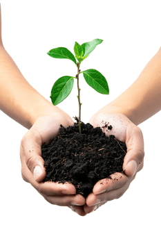 hands holding a plant in soil, isolated against a transparent background png