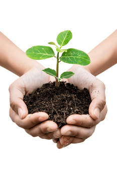 hands holding a plant in soil, isolated against a transparent background png