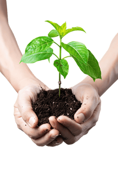 hands holding a plant in soil, isolated against a transparent background png
