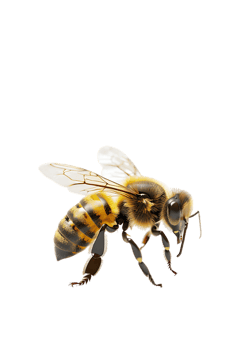 Honey bee flying, isolated on a transparent background png