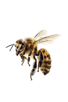 Honey bee flying, isolated on a transparent background png