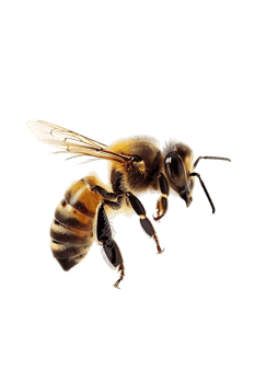 Honey bee flying, isolated on a transparent background png