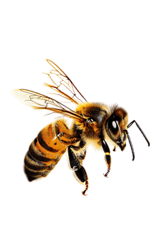 Honey bee flying, isolated on a transparent background png