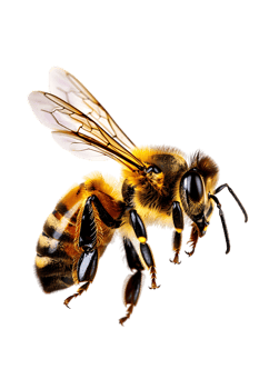 Honey bee flying, isolated on a transparent background png