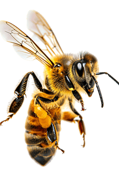 Honey bee flying, isolated on a transparent background png