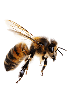 Honey bee flying, isolated on a transparent background png