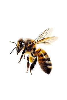 Honey bee flying, isolated on a transparent background png