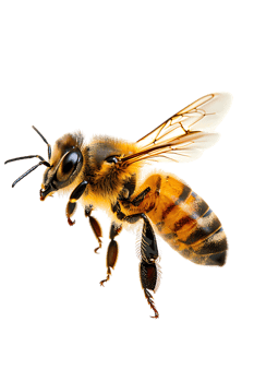 Honey bee flying, isolated on a transparent background png