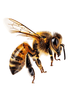 Honey bee flying, isolated on a transparent background png