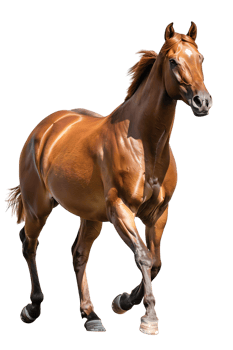 horse rearing up against a transparent background png