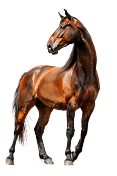 horse rearing up against a transparent background png