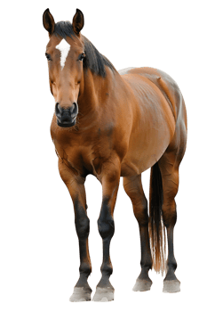 horse rearing up against a transparent background png