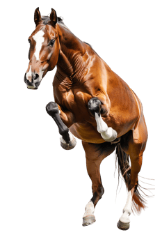 horse rearing up against a transparent background png