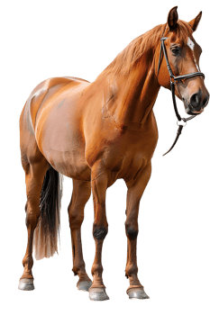 horse rearing up against a transparent background png