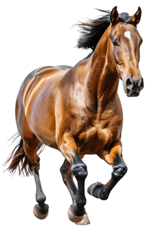 horse rearing up against a transparent background png