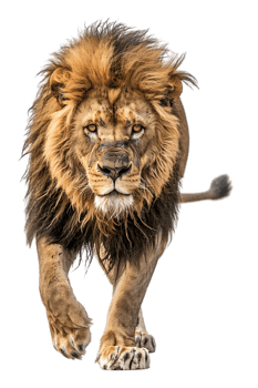 lion, looking fierce as it walks, isolated against a transparent background png
