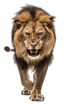 lion, looking fierce as it walks, isolated against a transparent background png