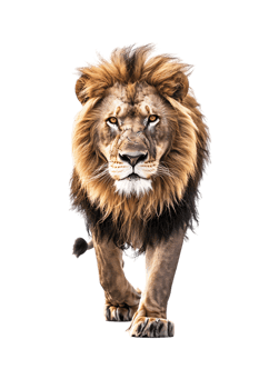Lion walking, front view, isolated on a transparent background png
