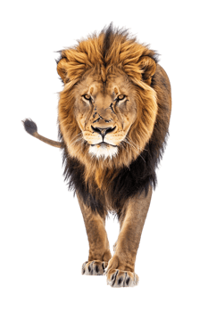 Lion walking, front view, isolated on a transparent background png