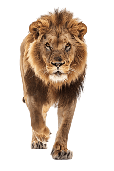 Lion walking, front view, isolated on a transparent background png