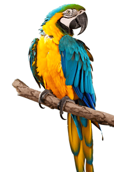 Macaw parrot on a branch, isolated against a transparent background png