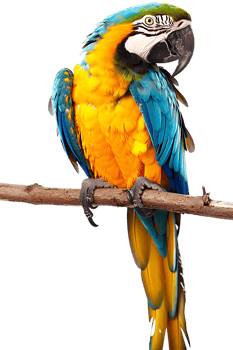 Macaw parrot on a branch, isolated against a transparent background png
