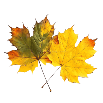 Maple leaves isolated on transparent background png