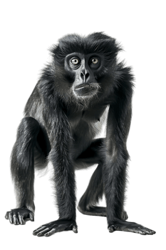 Monkey alone against transparent backdrop png