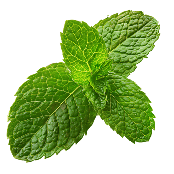 Mint leaf, isolated against a transparent background png