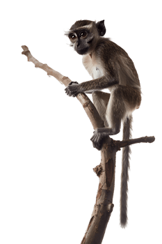 Monkey perched on branch, isolated on transparent background png