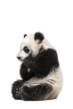 Panda seated alone against transparent backdrop png