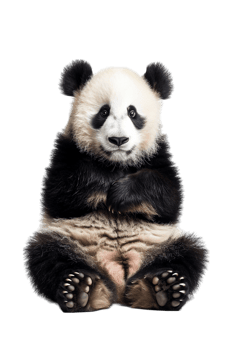 Panda seated alone against transparent backdrop png