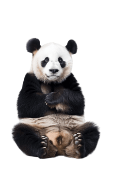 Panda seated alone against transparent backdrop png