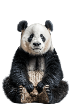 Panda seated alone against transparent backdrop png
