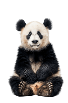 Panda seated alone against transparent backdrop png